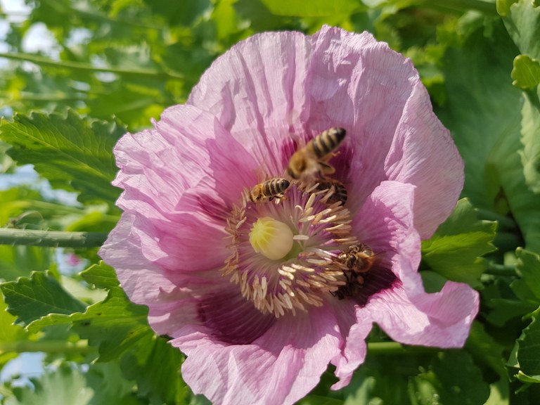 Honigbienen auf Mohnblüte.jpg