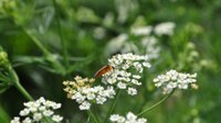 Rübsen-Blattwespe (Athalia rosae) auf einer Kümmeldolde.jpg