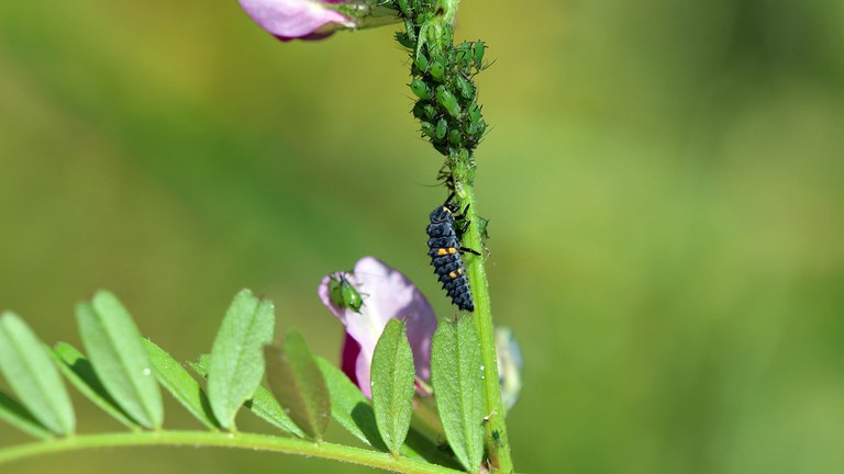 Ladybird-beetle-preying-on-aphids.jpg