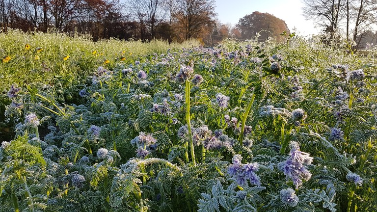 Phacelia-Frost.jpg