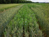 Mixed cropping (Photo T. Döring).JPG