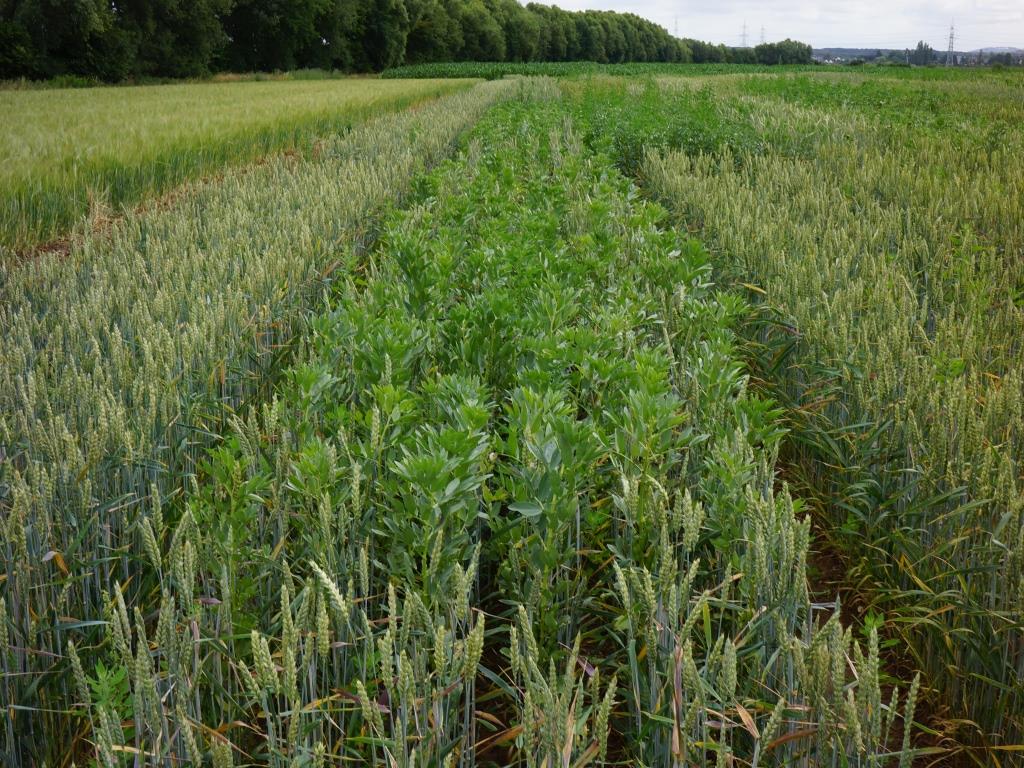 Mixed cropping (Photo T. Döring).JPG