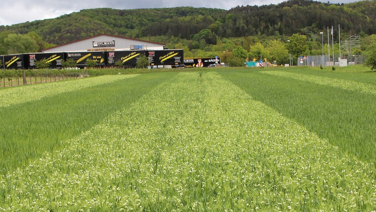 Streifen mit Weizen-Erbsen-Mischkulturen neben Weizen-Reinsaaten in einem On-Farm-Versuch.jpg