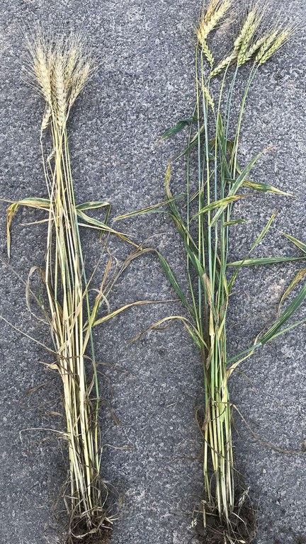 Ein sichtbarer Mischungseffekt der verzögerten Seneszenz von Weizen in Mischung mit Erbsen (rechts) im Vergleich zu Weizen als Reinsaat (links). 
