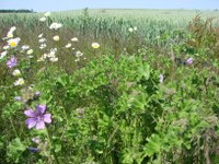 Wildflower strips